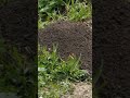 Слепыши помогают найти чернозем в городе