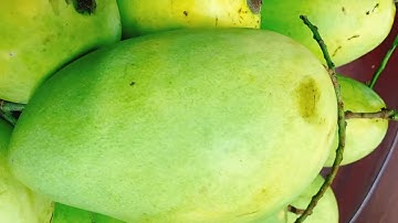 CÁCH NHẬN BIẾT XOÀI CÁT HOÀ LỘC CHÍN CÂY