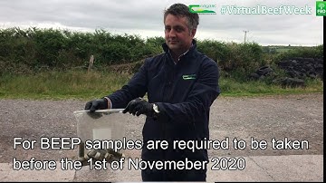 Faecal Egg Sampling Suckler Cows