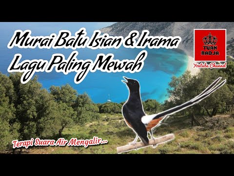 Murai batu isian dan irama lagu paling mewah~guru vokal terbaik paling dicari!!!