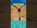 空から急襲🦅→親の一噛みで奪還🦁⚡️