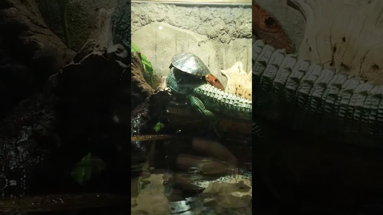 camera iphone 8 plus apk Carpool lane