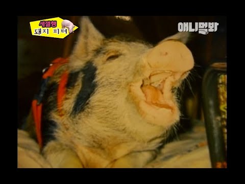 매일 잠들기 전에 꼭 책 읽어달라고 하던 아기 돼지.. 5년 후ㅣPig <strong>Asks</strong> To Read Her A Book Before She Goes To Sleep