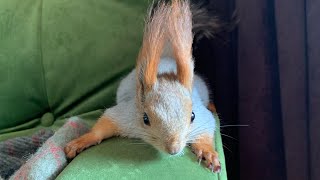 Прямой эфир с Белкой дома 😎#funny #youtubeshorts #squirrel #funnyvideo #shortvideo