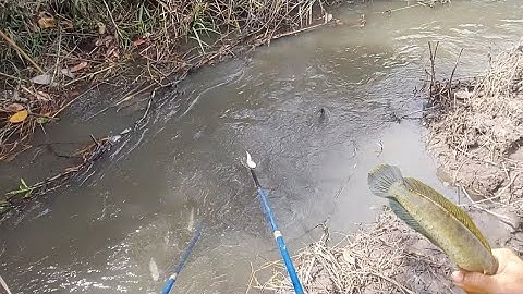 Con Nước Cạn Cá Gôm Hết Xuống Đập Hốt Trọn Ổ | kích cá miền tây