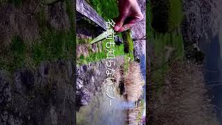 バス釣り・・・琵琶湖西岸の浜でシャロードリームを狙う！#shorts