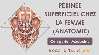 Périnée superficiel chez la femme (anatomie) - Catégorie : Médecine
