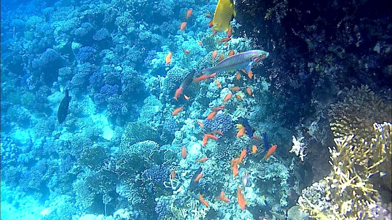 Coral video. Красное море риф Шарм Эль Шейх. Коралловый риф в Шарм Эль Шейхе. Дайвинг Шарм-Эль-Шейх кораллы. Кораллы Шарм Эш Шейх.