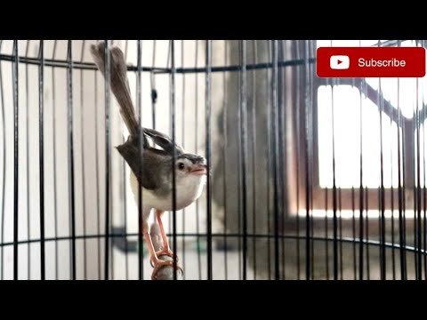 MASTERAN CIBLEK KRISTAL GACOR