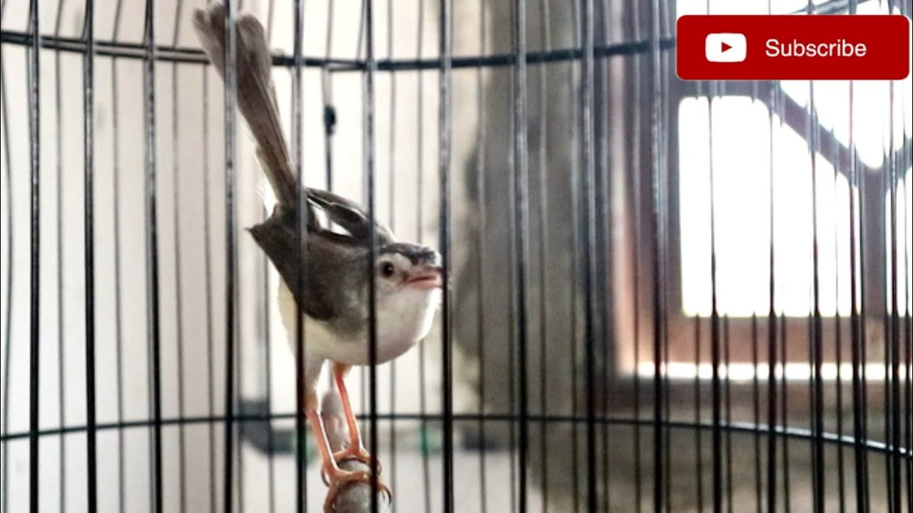 Edaaan!!! Ciblek Sawah Gacor NGEBREN PANJANG, Jeda Rapat || Untuk Pancingan Ciblek Sawah Muda