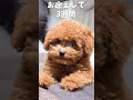 トイプードルのお迎えした時と今が違いすぎる #Shorts
