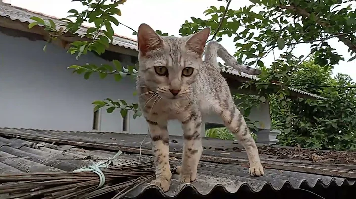 Watch the video about KUCING LUCU & UNIK BANGET | KUCING BENGAL SNOW WHITE