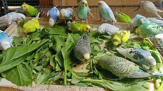 Love Birds | Love Birds Care | Love Birds Food | Love Birds Breading | Love Birds Cage | VISION9T9