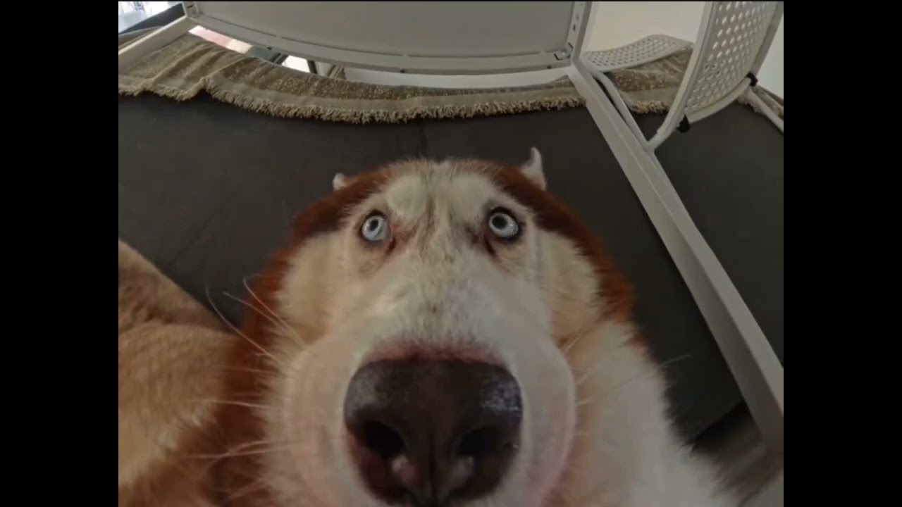 Caught on Camera: Husky Hides from Owner After Mischief