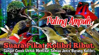 PALING AMPUH.‼️ SUARA PIKAT KOLIBRI RIBUT..