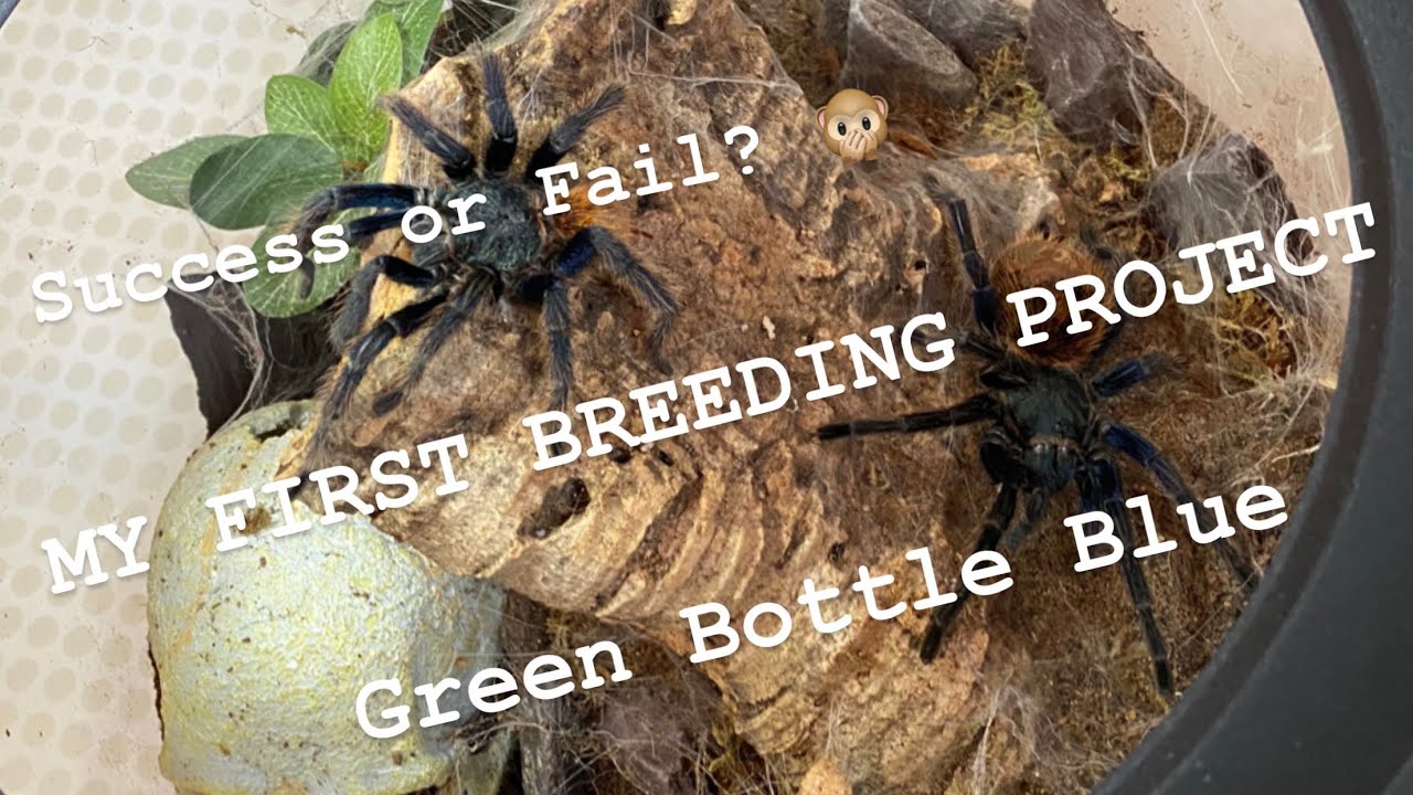 Green Bottle Blue Tarantula Care (Complete Guide) - SnakeTracks.com