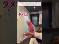 【オウムのトイレトレーニング】決まった合図で💩が出ることを教える→いつもの場所で💩【おしゃべりモモイロインコの春ちゃん】#shorts