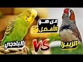 هل اشتري الزيبرا او البادجي من هو الأرخص و الأكثر في الإنتاج