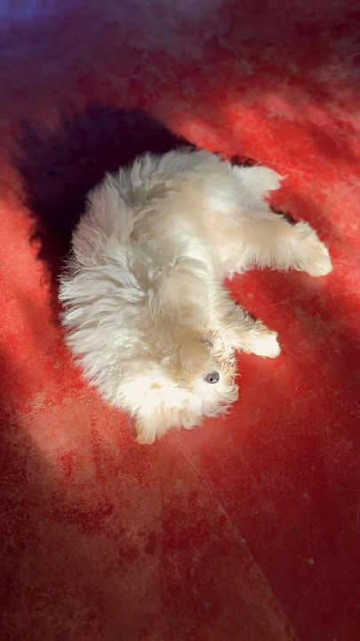 සීතලයි බොල 🤣 #petshub #dogs #dogshorts #doglife #dog