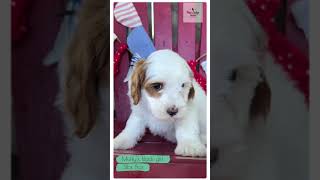 Muffy's Puppies - Week 8 by Pine Lodge Labradoodles 153 views 10 months ago 2 minutes, 42 seconds