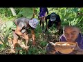 Pick corn dig coco to make simple soup water