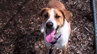 Jasper, a 1-year-old Lab/Collie mix available for adoption at the Wisconsin Humane Society