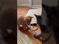 Two Tiny Kittens vs Paper Bag Handle 🛍️🐱