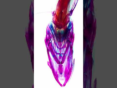 【透明標本】カゴカマス