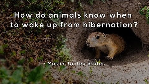 How do animals know when to wake up from hibernation?