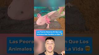 Peores Maneras En Que Los Animales Han Perdido La Vida Parte 16