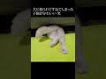 犬に怒られた子猫がこうなった...笑#shorts