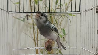 Canary sounds | sound of canary | canary bird sounds | canary singing sound screenshot 2