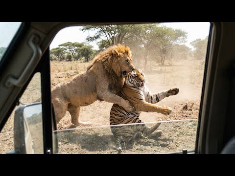 Lion VS Tiger FIGHT — Raw Power No Escape!