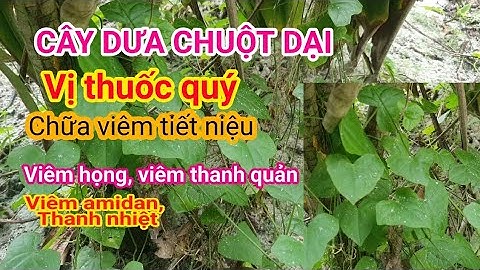 Cây Dưa Chuột Dại - vị thuốc chữa Viêm họng, viêm tiết niệu, Trị ho, Trừ đờm