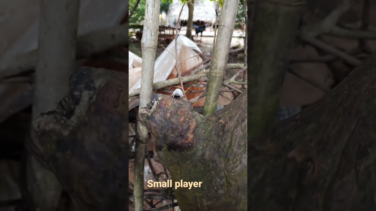 best small creature .... Play with smile