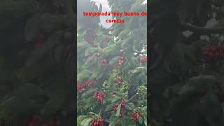 #agricultura #cereza#cherry#farm#fruit#