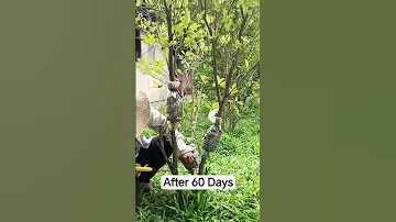 After 60 Days 