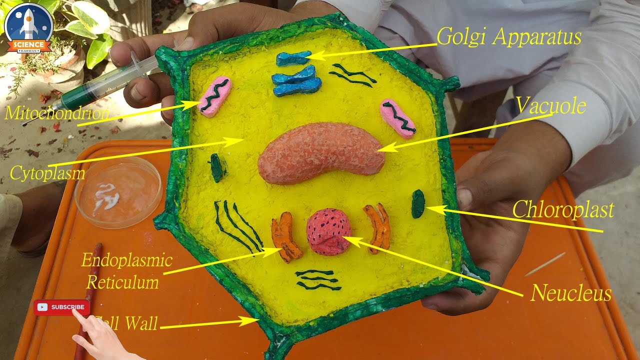 Easy way to make plant cell model 3d plant cell project