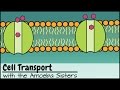 Membranes cellulaires et transport cellulaire