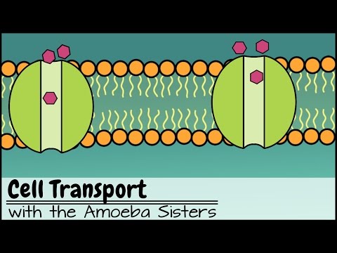 Thumbnail for the embedded element "Cell Transport"