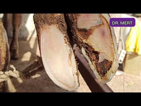 Video: Bir Inek Derisinin Bakımı Nasıl Yapılır