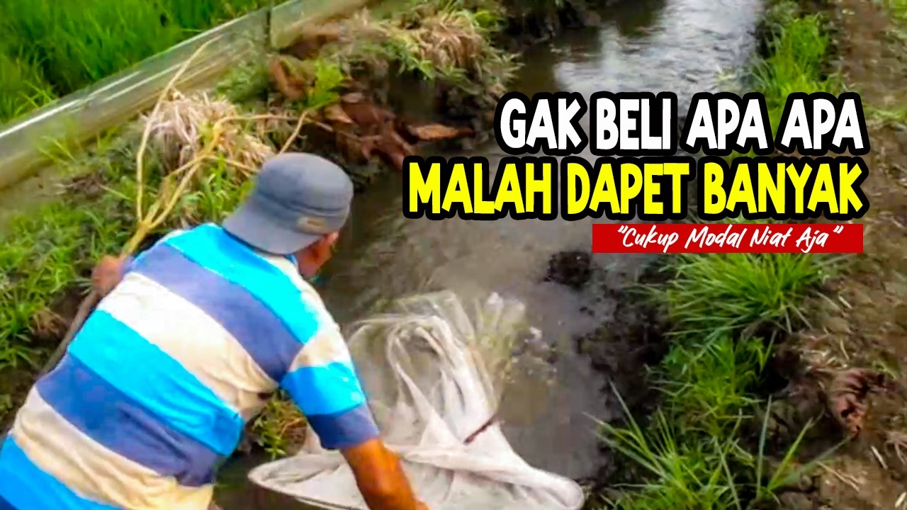 Nyari Benih Nila Manual, Langsung dari Alam