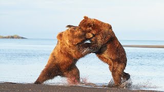 ESTE OSO ES: El más Enorme y Agresivo, El Titán Feroz de Alaska