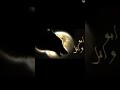 تـعـلـمـت وأخـذت الـفـوايــد مـن الــعــقــال الـــشـــاعـــر راجـــح الـــعـــجـــمـــي 