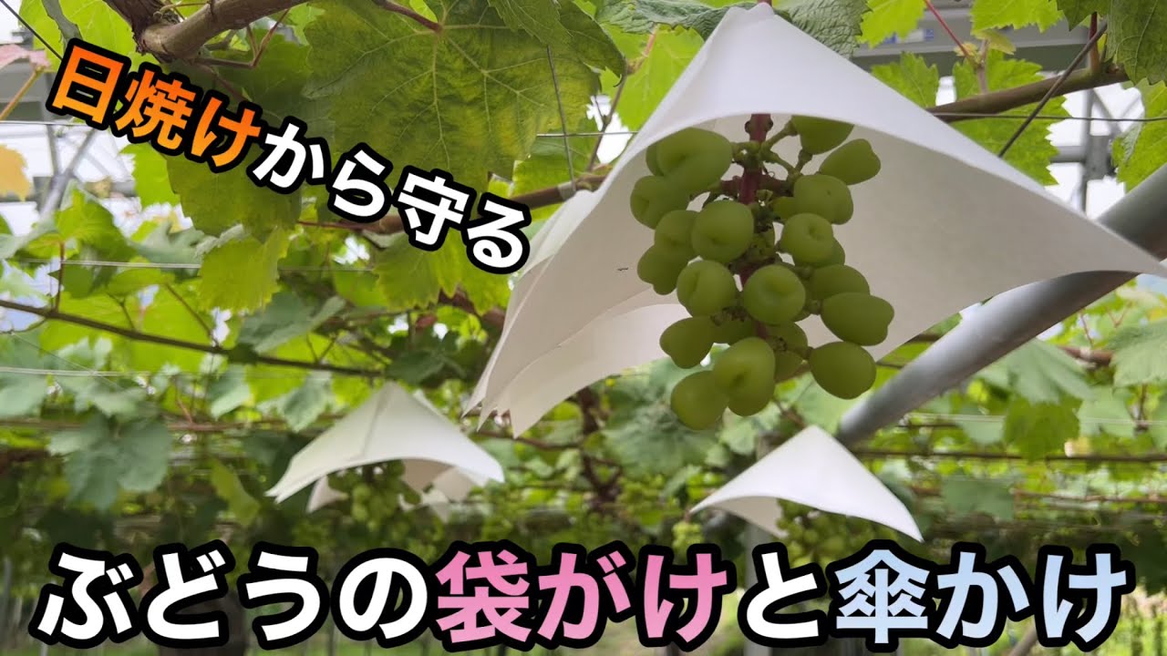 ぶどうの袋がけと傘かけの方法〜時期は？素材は？品種ごとに違うの？〜2023-06-25