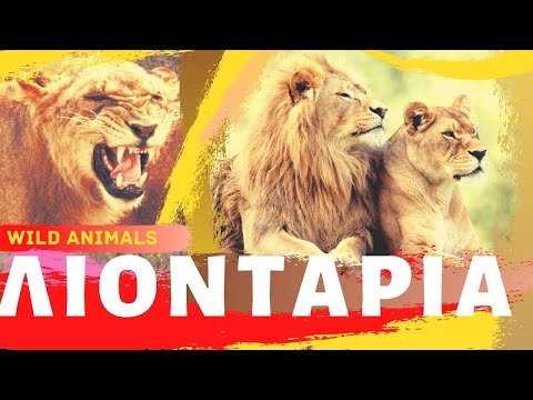 Βίντεο: Κυνηγούσαν οι μαστίφ λιοντάρια;