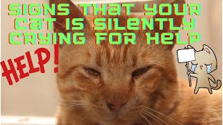 12 Signs That Your Cat Is Silently Crying for Help 😿- How to Tell if a Cat Is Depressed - #vetcare