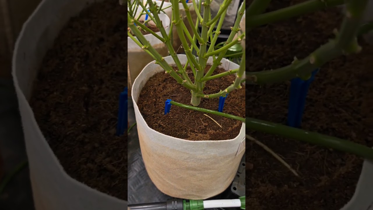 💦 LAVADO DE RAICES 💦