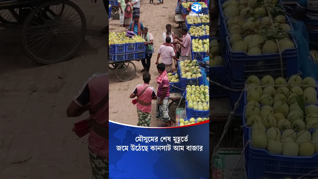মৌসুমের শেষ মুহূর্তে জমে উঠেছে কানসাট আম বাজার #KansatMangoMarket #Chapainawabganj
