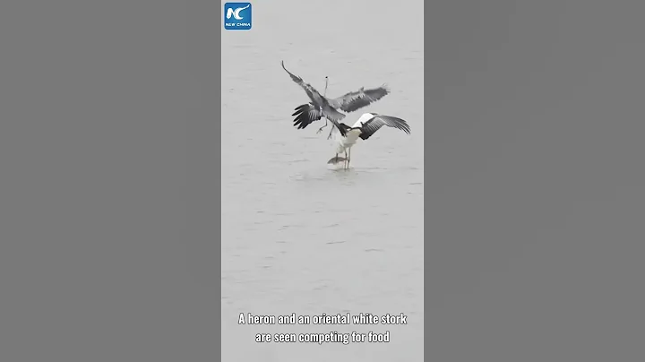 Heron, oriental white stork compete for food in China's largest freshwater lake - DayDayNews